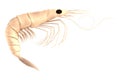 3d render of crustacean - shrimp