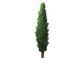 3d render of a cypress tree isolated in white background Royalty Free Stock Photo