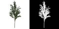 Front view of Plant Betula utilis Himalayan birch 2 Tree png with alpha channel to cutout made with 3D render