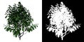 Front view of Plant Parrotia Persica tree Persian Ironwood 1 Tree png with alpha channel to cutout made with 3D render