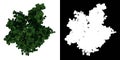 Top view of Plant Parrotia Persica tree Persian Ironwood 1 Tree png with alpha channel to cutout made with 3D render