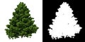 Front view of Plant Chamaecyparis obtusa Dwarf Hinoki Cypress - 1 Tree png with alpha channel to cutout made with 3D render