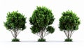 3D Render of Three Green Trees with Red Berries on White Background Royalty Free Stock Photo