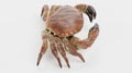 3D Render of Edible Crab