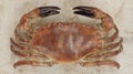 3D Render of Edible Crab Royalty Free Stock Photo