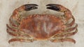 3D Render of Edible Crab