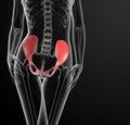 3d render female hip bone Royalty Free Stock Photo