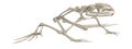 3d render of frog skeleton Royalty Free Stock Photo