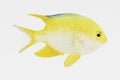 3d Render of Golden Damsel Fish Royalty Free Stock Photo