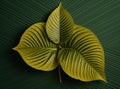 3D render of a green leaf with veins on a green background. Ai Generated