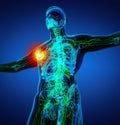 3d render green lymphatic system Royalty Free Stock Photo