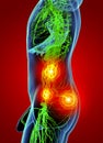 3D rendering illustration of Lymphatic system Royalty Free Stock Photo