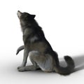 3D Render Grey Brown Wolf Seated
