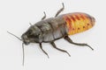 3D Render of Hissing Cockroach