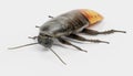 3D Render of Hissing Cockroach