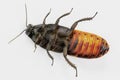 3D Render of Hissing Cockroach