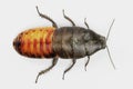 3D Render of Hissing Cockroach