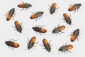 3D Render of Hissing Cockroaches