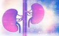 3d render of Human kidney Royalty Free Stock Photo