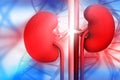 Human kidney with DNA Royalty Free Stock Photo