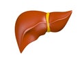 Human liver 3d model render illustration