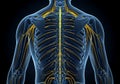 Human nervous system spinal cord and nerves anatomy Royalty Free Stock Photo