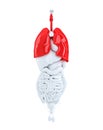 3d render of a human organs focused on lungs. 3d illustration. Clipping path