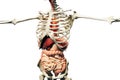 3d render of human skeleton showing muscles and internal organs