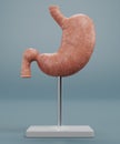 3D Render of Human Stomach Model