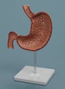 3D Render of Human Stomach Model