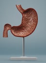 3D Render of Human Stomach Model