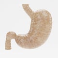 3D Render of Human Stomach