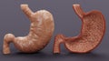 3D Render of Human Stomach