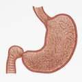 3D Render of Human Stomach