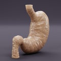3D Render of Human Stomach