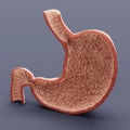 3D Render of Human Stomach