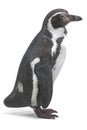 3D Render of Humboldt Penguin