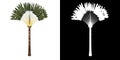 Front view of plant Traveller`s Tree Palm 2 tree png with alpha channel to cutout made with 3D render