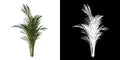 Front view Plant Golden cane palm Dypsis lutescens 1 Flower Tree png white background alpha 3D Rendering 3D Ilustracion