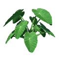Front view of Plant Taro Colocasia Esculenta Tree white background 3D Rendering Ilustracion 3D