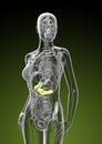 3d render illustration of female gallbladder and pancreas