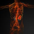3d render illustration of the male lymphatic syste Royalty Free Stock Photo