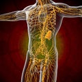 3d render illustration of the male lymphatic system