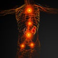 3D rendering illustration of Lymphatic system Royalty Free Stock Photo