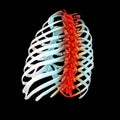 3d render illustration of painful back