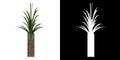 Front view of Plant Pot with Pandanus amaryllifolius 1 Tree white background 3D Rendering Ilustracion 3D Royalty Free Stock Photo