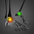 3d render illustration of the talus bone Royalty Free Stock Photo