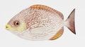 3d Render of Java Rabbitfish Royalty Free Stock Photo