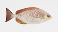 3d Render of Java Rabbitfish Royalty Free Stock Photo