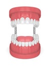 3d render of jaw model with teeth over white Royalty Free Stock Photo